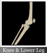 Knee & Lower Leg